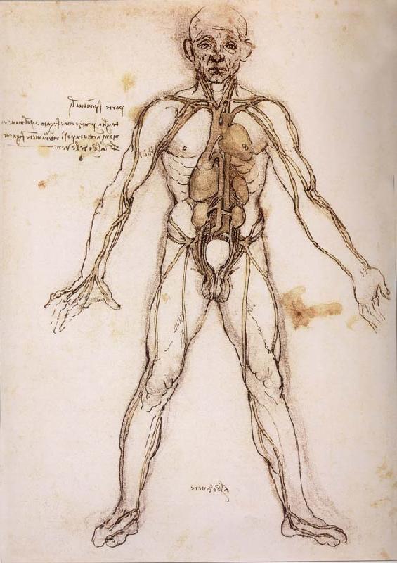 LEONARDO da Vinci You branching of the Blutgefabe, anatomical figure with heart kidneys and Blutgefaben oil painting image
